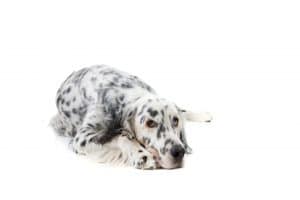 English Setter