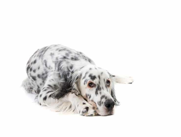 English Setter