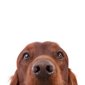 Irish Setter Face