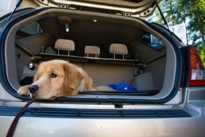 Dog in Car