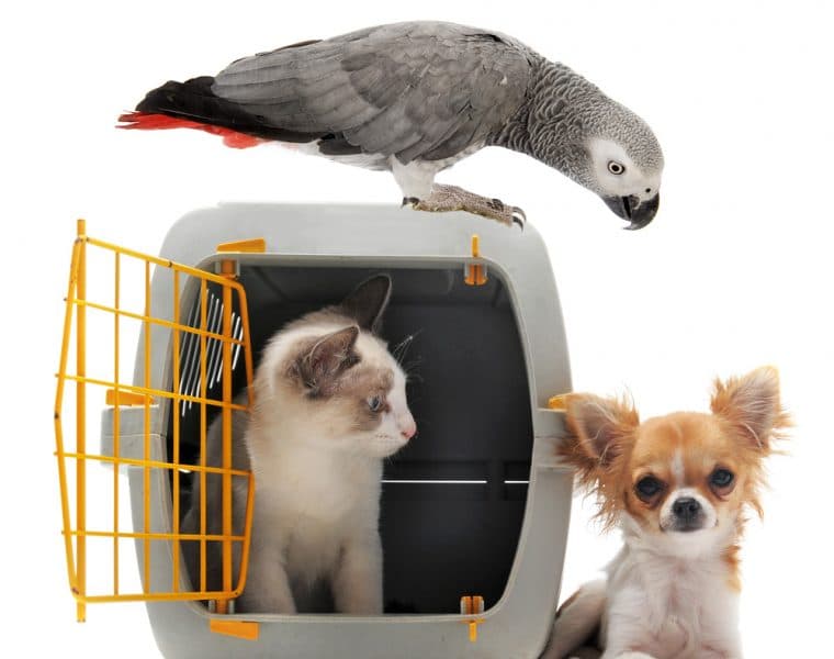 Bird, Dog and Cat