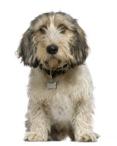 Petit Basset Griffon Vendéen