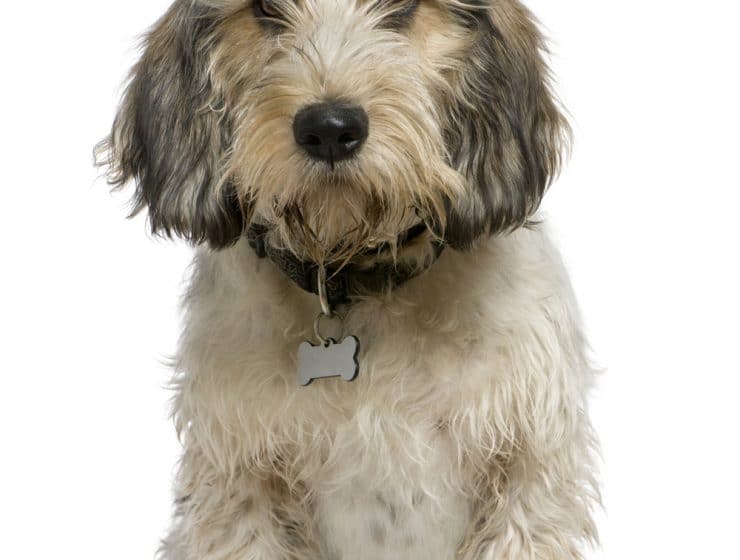 Petit Basset Griffon Vendéen