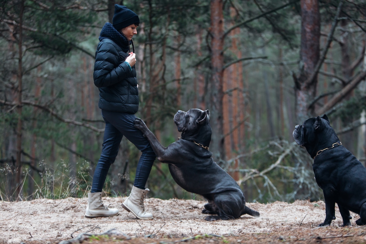 Cane Corso Training