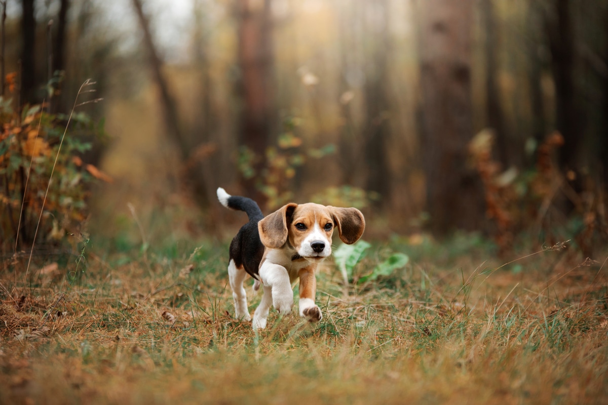 Beagle Breed Info