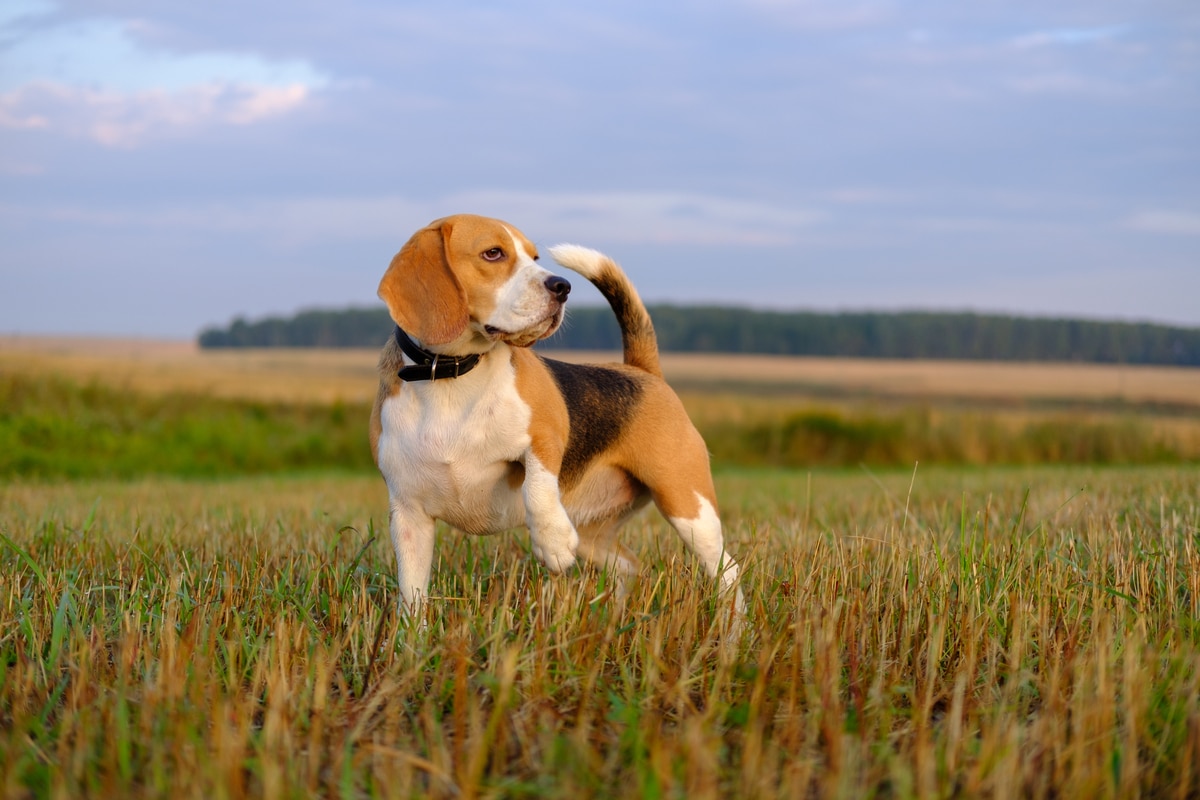 Beagle Breed Information