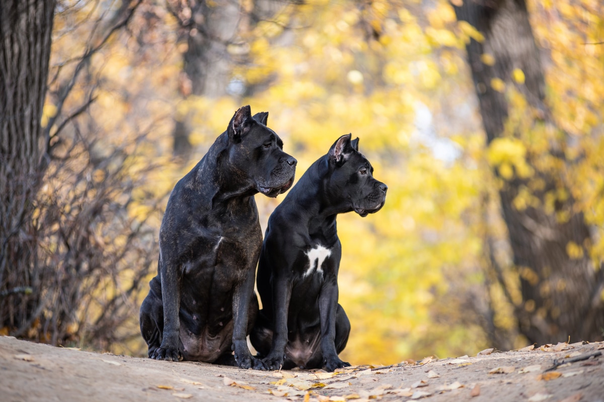 Cane Corso Breed Information