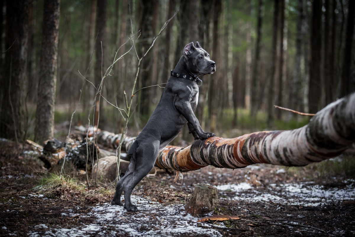 Cane Corso Temprement And Personality