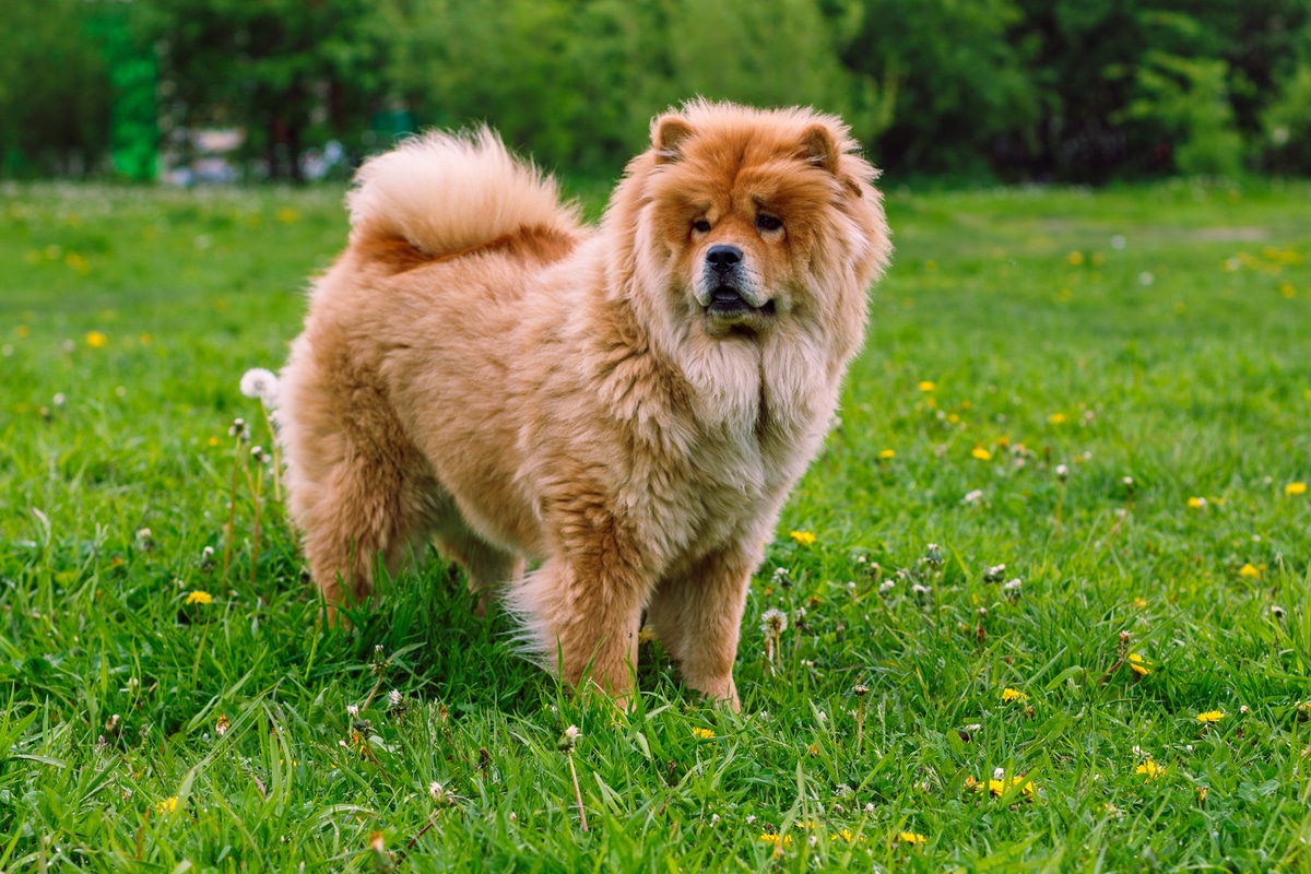 Chow Chow Breed Information