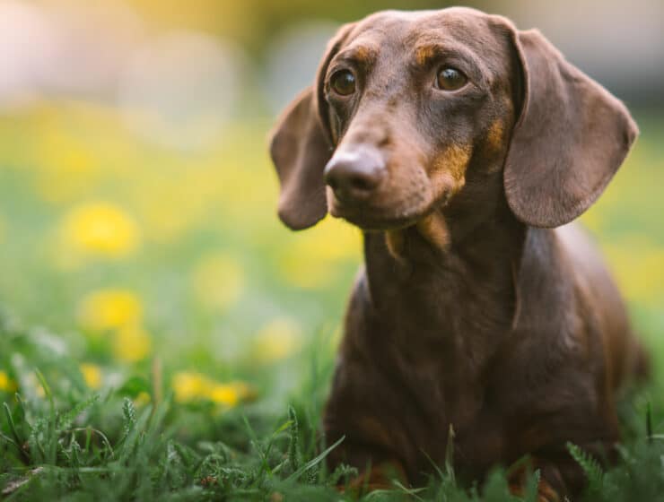 Dachshund Breed Information