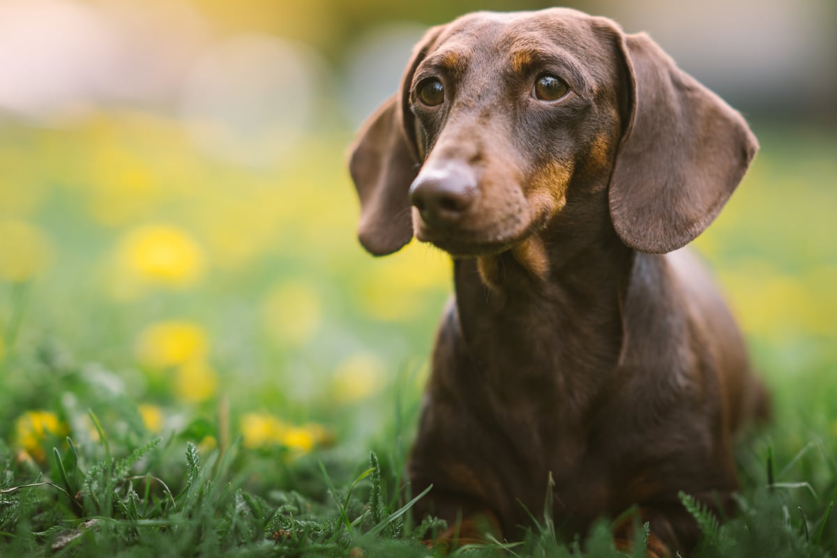 Dachshund Breed Information