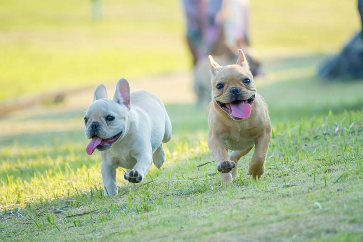 French Bulldog Breed Info