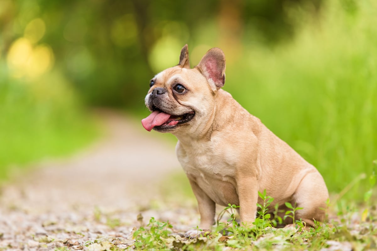 French Bulldog Breed Information