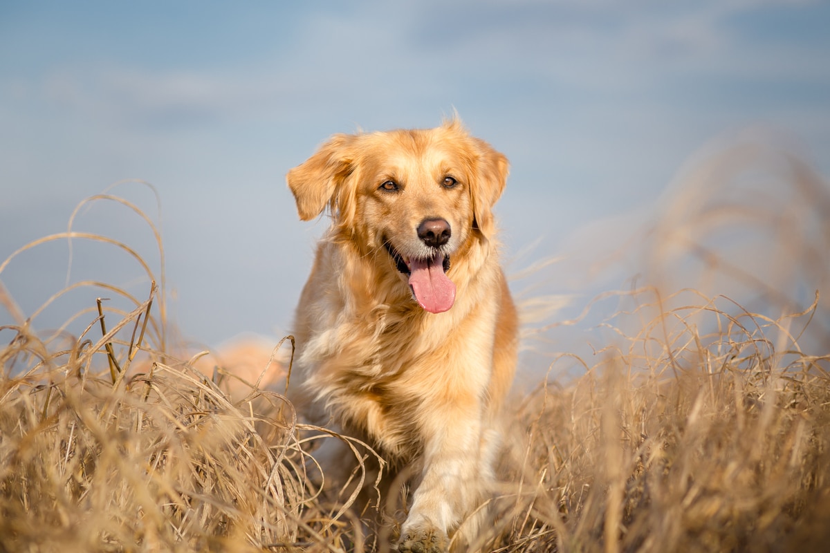 Golden Retriever Breed Information