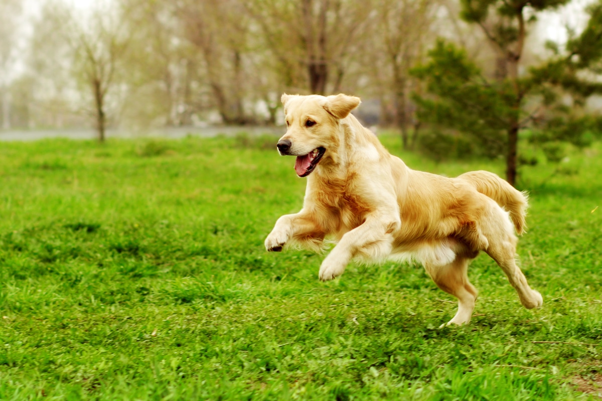 Golden Retriever