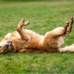 Why Do Dogs Roll In Poop?