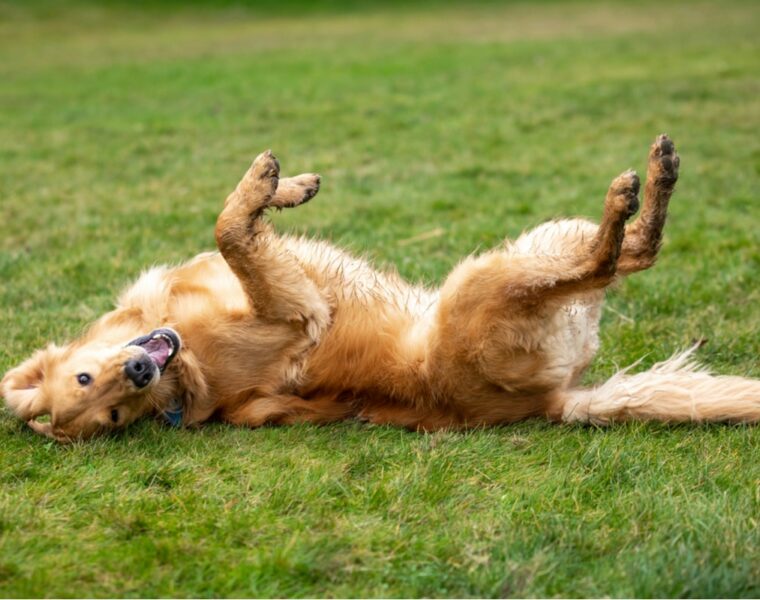 Why Do Dogs Roll In Poop?