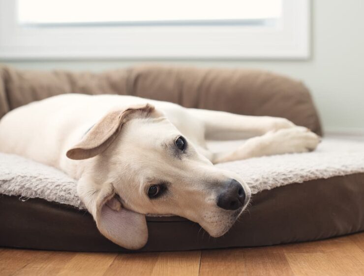 Best Dog Beds