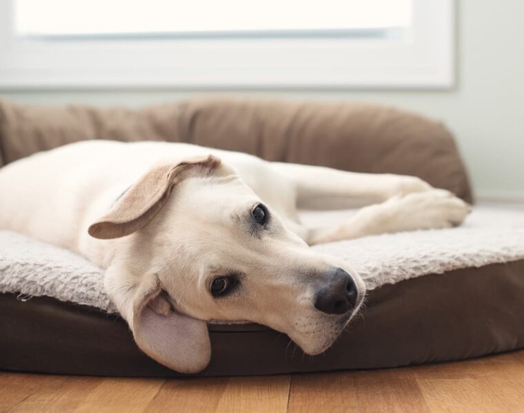 Best Dog Beds