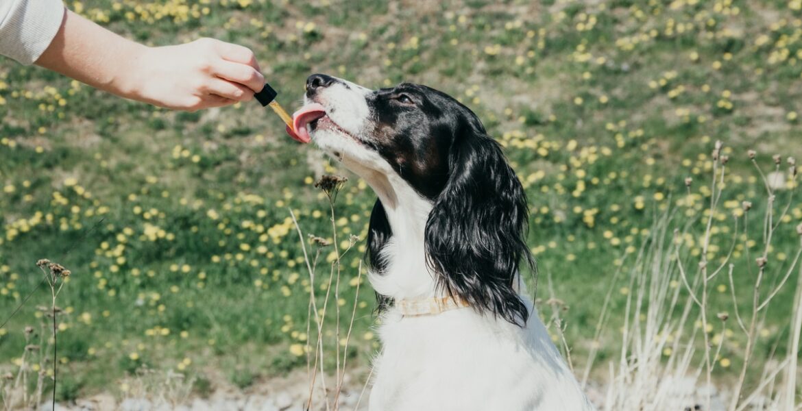 Best CBD For Dogs