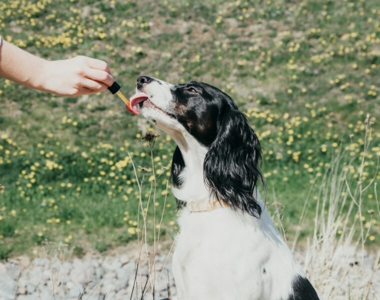 Best CBD For Dogs