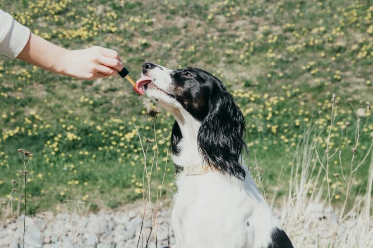 Best CBD For Dogs