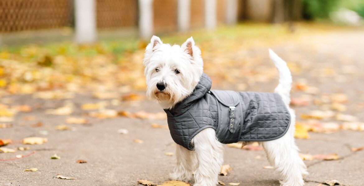 Best Dog Coats