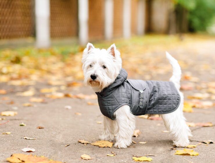 Best Dog Coats