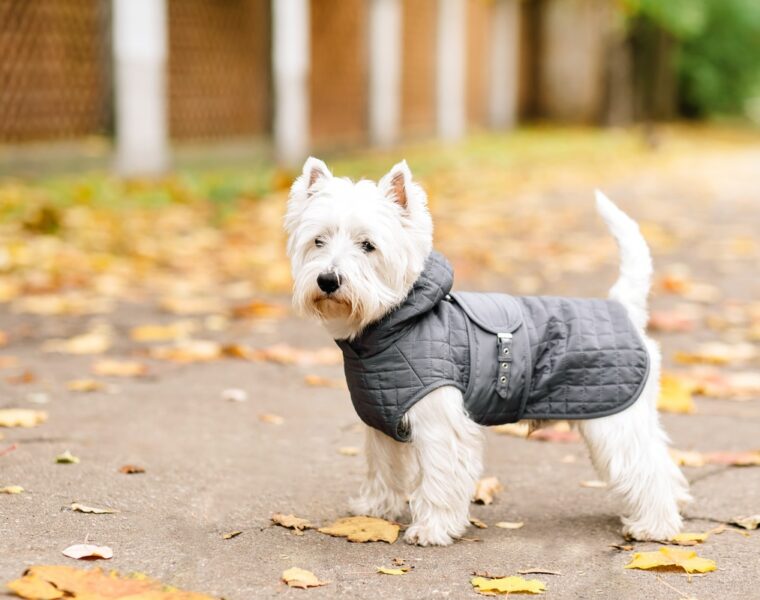 Best Dog Coats