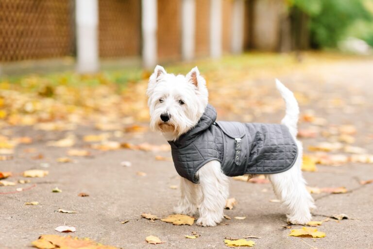 Best Dog Coats