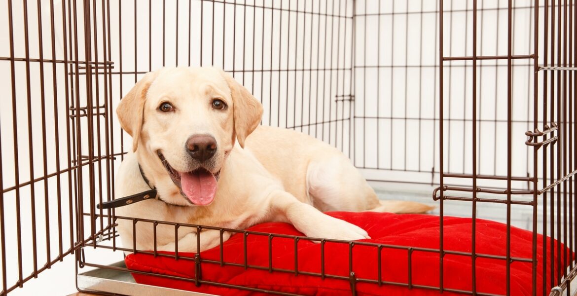 Best Dog Crates