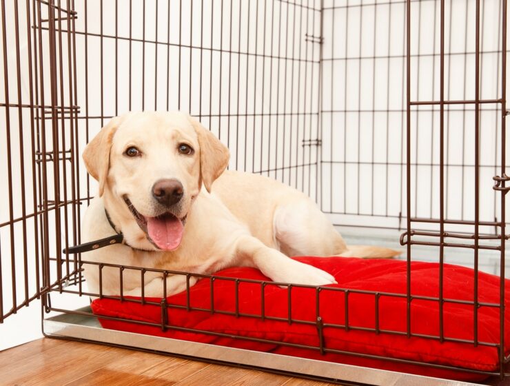 Best Dog Crates