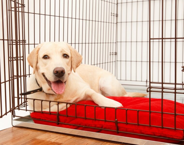 Best Dog Crates