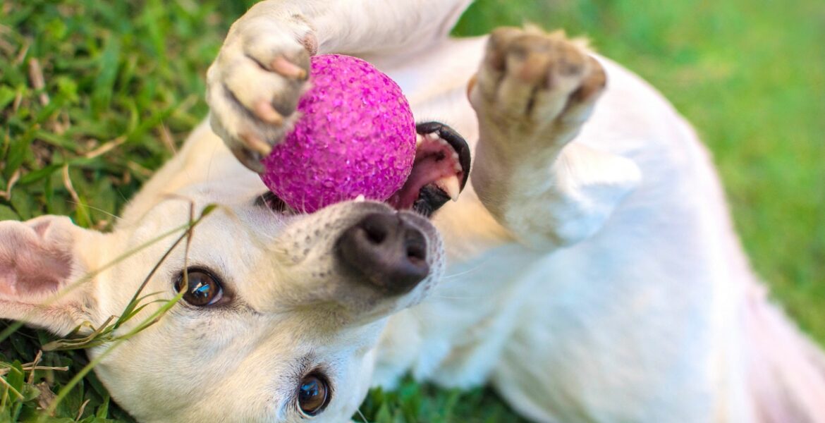 The Best Stimulating Dog Toys - Dogtime