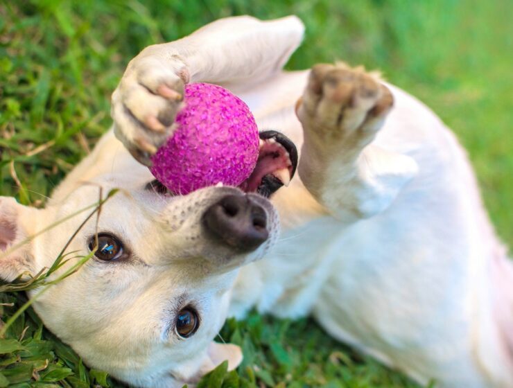 Best Dog Toys