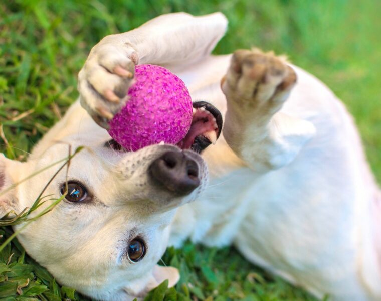 Best Dog Toys