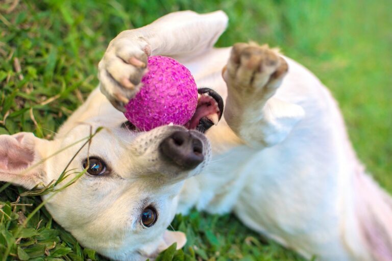 Best Dog Toys