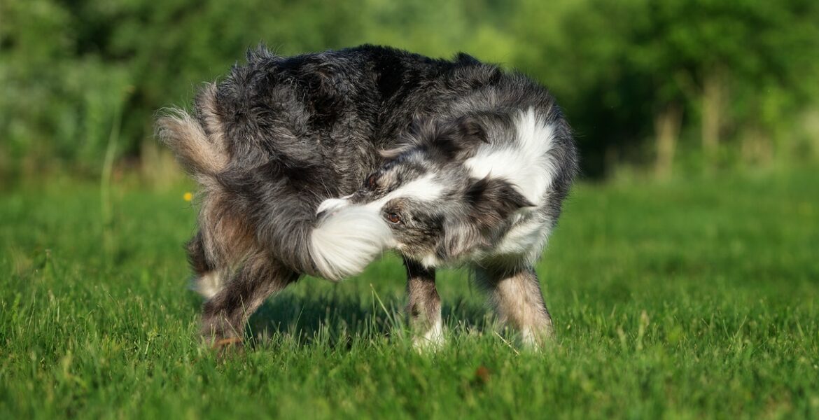 Why Do Dogs Chase Their Tails?