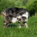 Why Do Dogs Chase Their Tails?