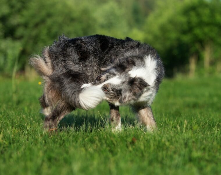 Why Do Dogs Chase Their Tails?