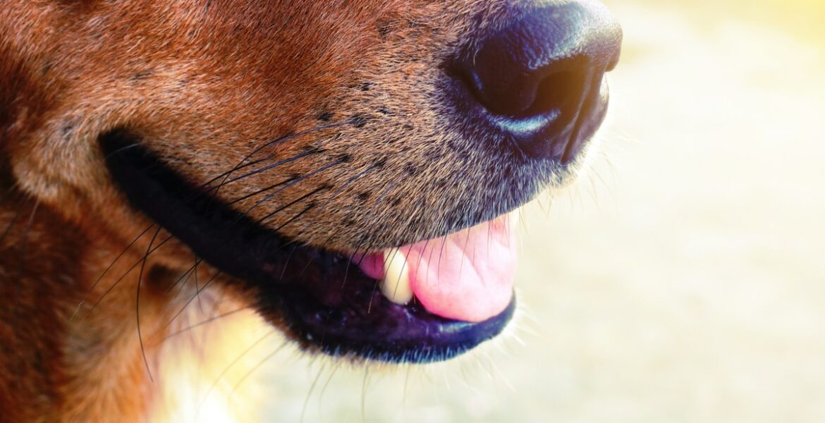 Why Do Dogs Have Whiskers?