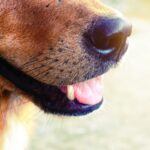 Why Do Dogs Have Whiskers?