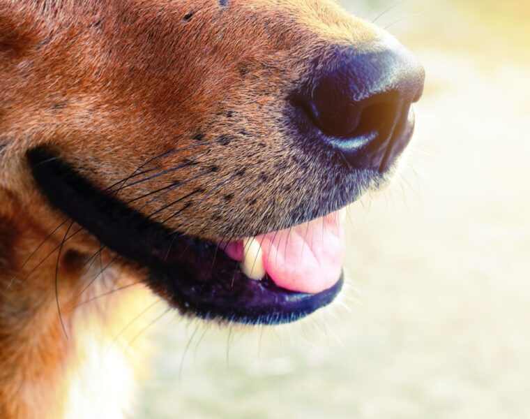 Why Do Dogs Have Whiskers?