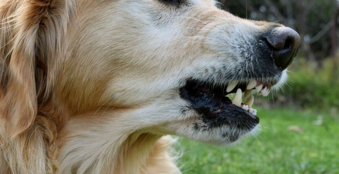 Are Golden Retrievers Aggressive?