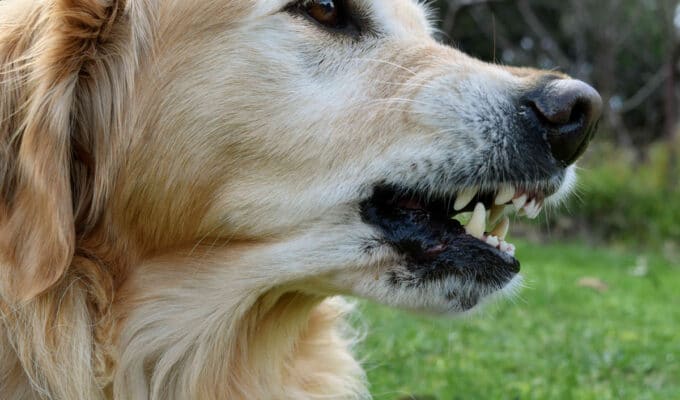 Are Golden Retrievers Aggressive?