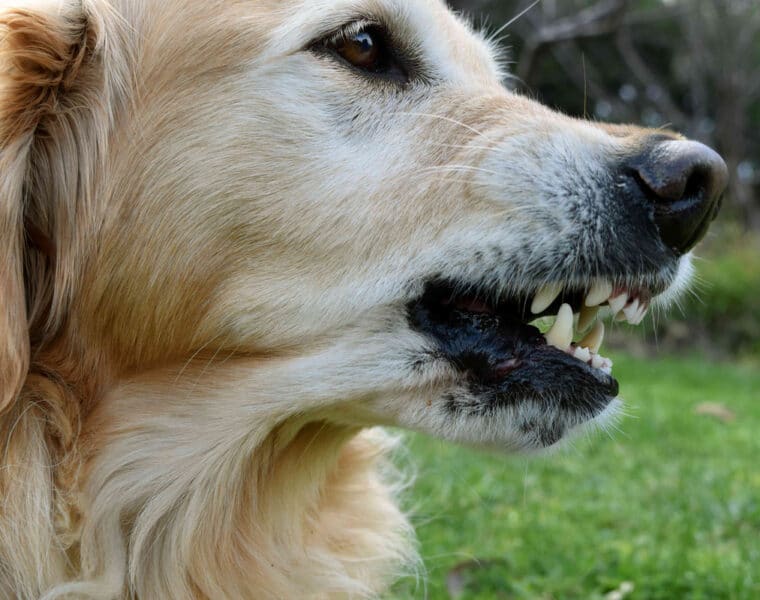 Are Golden Retrievers Aggressive?