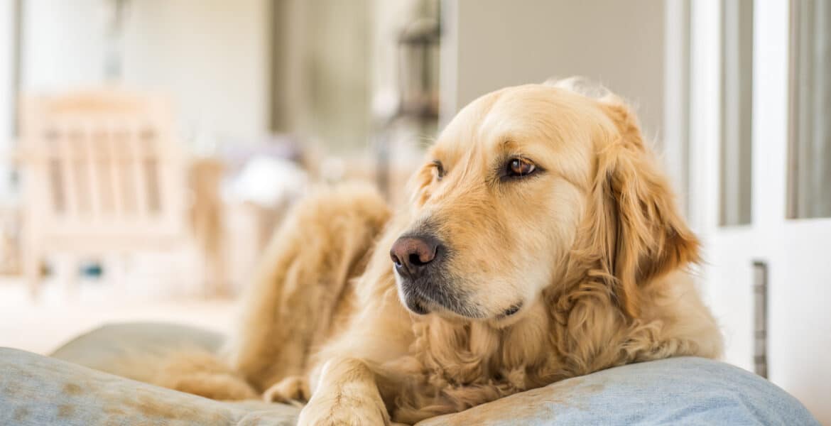 Can Golden Retrievers Be Left Alone