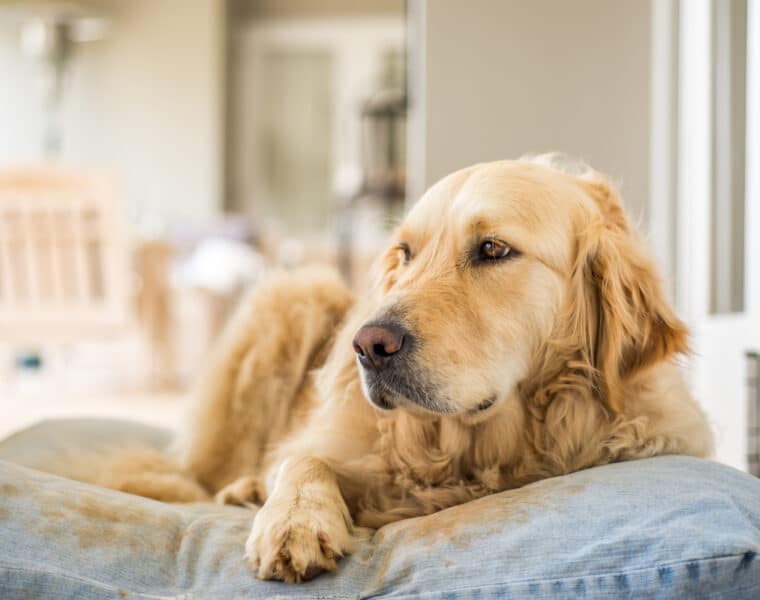 Can Golden Retrievers Be Left Alone