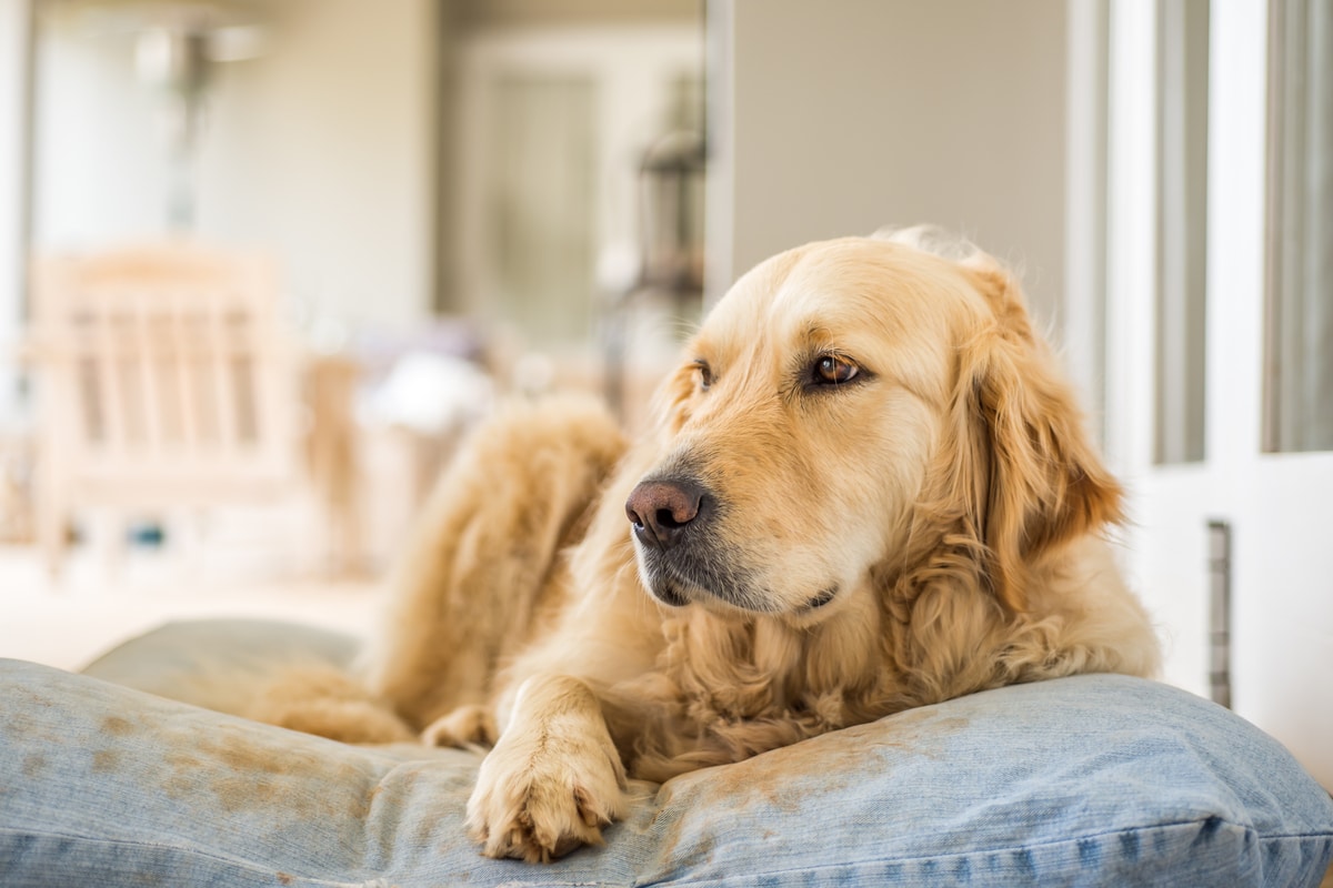 Can Golden Retrievers Be Left Alone? | Pet365