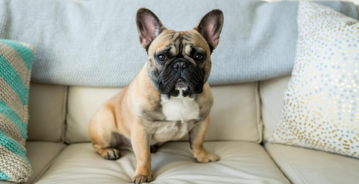 Do French Bulldogs Shed?